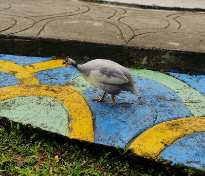 a Group of Guinea Fawl playing around in the park