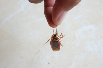 Cockroach on the floor
