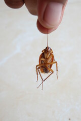Cockroach on the floor