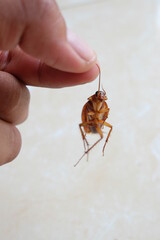 Cockroach on the floor