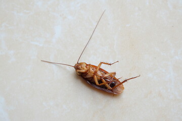 Cockroach on the floor