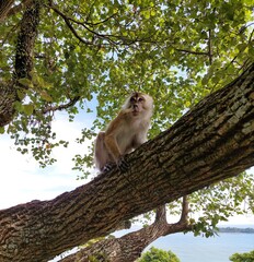 Monkey (Macaca fascicularis) climbed tree in its habitat