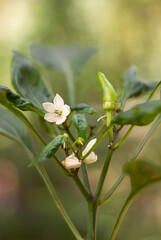close-up of flowering chilli plant with fruits, little white flowers of common vegetable used for spicy taste, in the garden, soft-focus background with copy space 