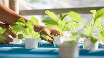 Hydroponics,Organic fresh harvested vegetables,Farmers hands holding fresh vegetables.