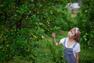 Young beautiful asian woman gardener gardening organic orange tree plant garden and harvesting ripe orange crop. Agriculture harvesting and plantation concept. woman farmer in our garden