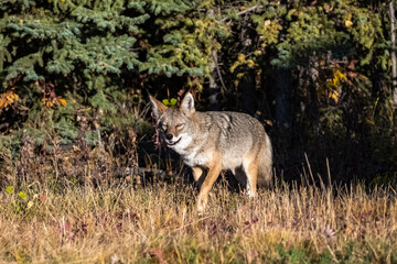 Naklejka na ściany i meble A coyote walking in the tundra in Yukon, beautiful wild animal 