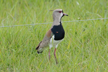 Tero en el pasto, ave , campo , vida silvestre, volar ,  , plumas ,
