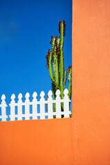 Close up image with tropic floral cactus against pink wall