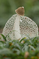 bridal veil stinkhorn (Phallus indusiatus)