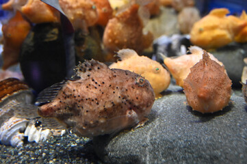 石の上で仲良く集まる可愛いフウセンウオ達