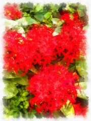 red needle flower bush watercolor style illustration impressionist painting.
