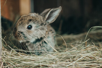 
Cute animals. Fluffy rabbits on the farm