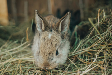 
Cute animals. Fluffy rabbits on the farm