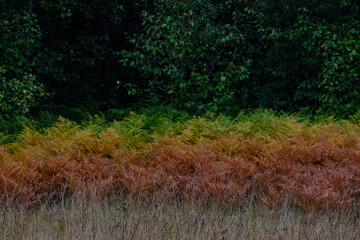 colorful ferns with a gradual color transition from brown to green