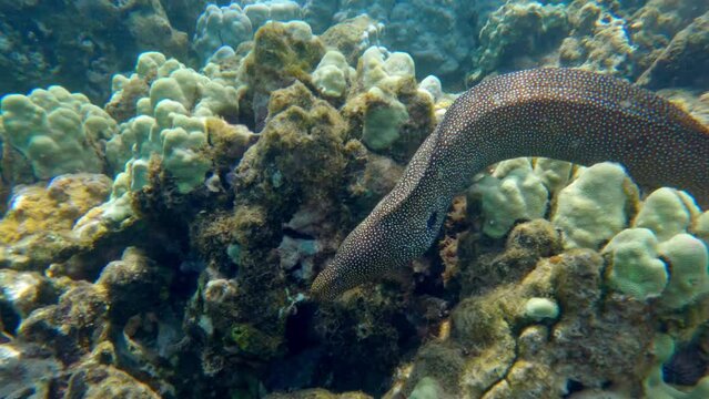 Moray eel in underwater tropical ocean swims above coral reef.