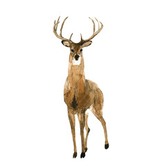 Beautiful stock illustration with hand drawn watercolor forest wild deer animal. Clip art image.