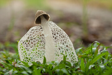 bridal veil stinkhorn (Phallus indusiatus)