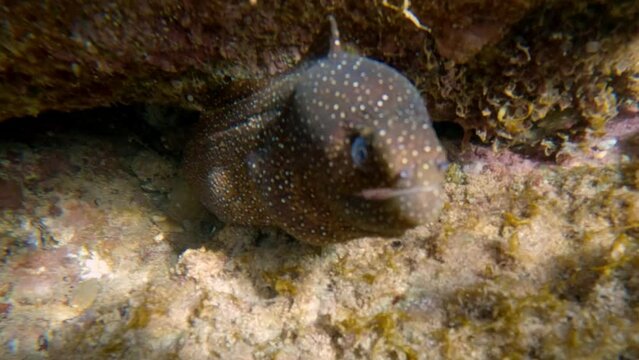Moray eel in underwater tropical ocean hiding in coral reef.