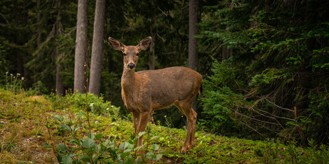 Naklejka na ściany i meble Blacktail deer in Mt Rainier National Park, Washington State