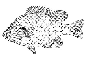 Pumpkinseed x  bluegill sunfish  Lepomis gibbosus x macrochirus pumpkingill Freshwater Fish Cartoon Drawing