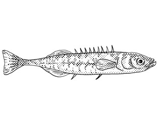 Ninespine stickleback or Pungitius pungitius ten-spined stickleback Freshwater Fish Cartoon Drawing