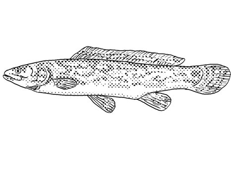 Cartoon style line drawing of a bowfin or Amia calva a freshwater fish endemic to North America with halftone dots shading on isolated background in black and white.