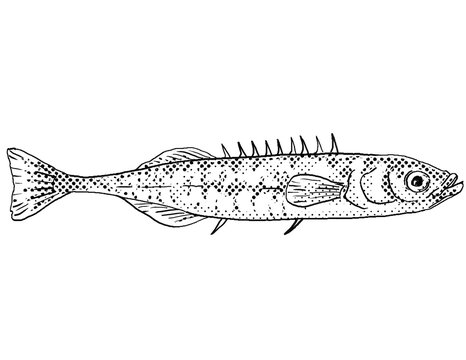 Ninespine stickleback or Pungitius pungitius ten-spined stickleback Freshwater Fish Cartoon Drawing