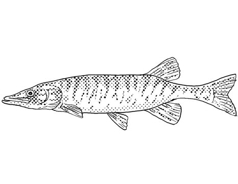 Cartoon style line drawing of a redfin pickerel or Esox americanus americanus a freshwater fish endemic to North America with halftone dots shading on isolated background in black and white.