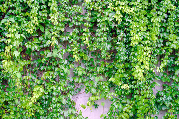 Green ivy leaves over cement wall