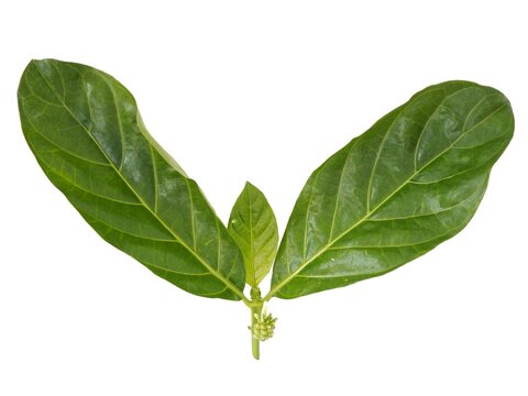 Green leaves of Noni or Morinda Citrifolia on white background. top view photo, blurred.