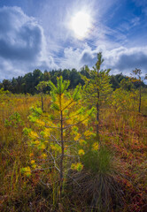 Beautiful landscape in the swamp with young pine trees