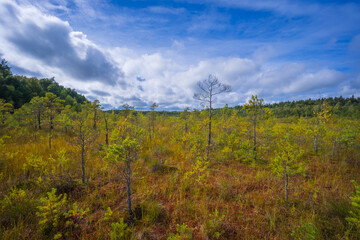 Beautiful landscape in the swamp with young pine trees