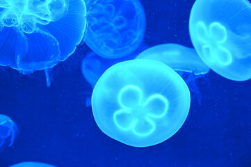 Obraz premium 水中を元気に泳ぐミズクラゲ