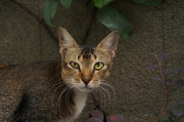 Portrait of a cat against the wall