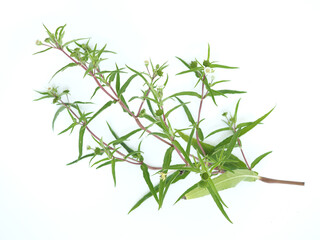 Fresh Eclipta alba on white background. closeup photo, blurred.