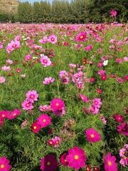 flowers in the garden cosmos 