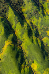view of green forest