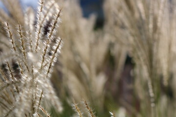 close up of Phragmites australis