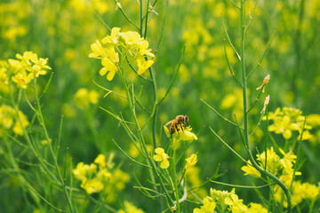 bee on a rapeseed, yellow flower