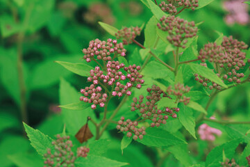 Spiraea japonica, flowers in the garden