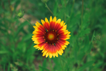 yellow flower, Gaillardia pulchella, flowers in the garden