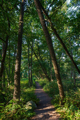 Footpath in a lush forest along the Tulliniemi nature trail in Hanko, Finland, on a sunny day in the summer.