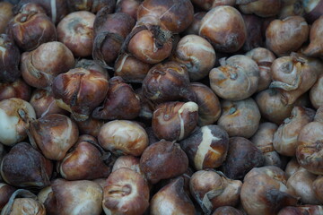 Bulbs of plants for planting in the garden.