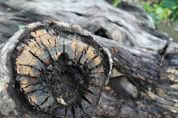 stump in the forest