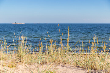 Grass or hay on a beach in Hanko, Finland, on a sunny day in the summer. Focus on the front, shallow depth of field.