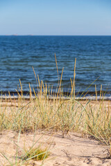 Fototapeta na wymiar Grass or hay on a beach in Hanko, Finland, on a sunny day in the summer. Focus on the front, shallow depth of field.