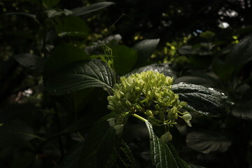 Hydrangea paniculata