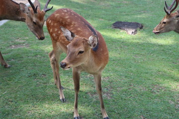 しか　奈良　鹿公園　鹿煎餅　動物　鹿