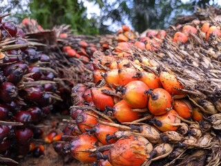 Oil palm fruit (Elaeis guineensis) in the Kalimantan Plantation
