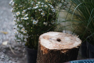 Sawn decorative stump for sitting around the fire.